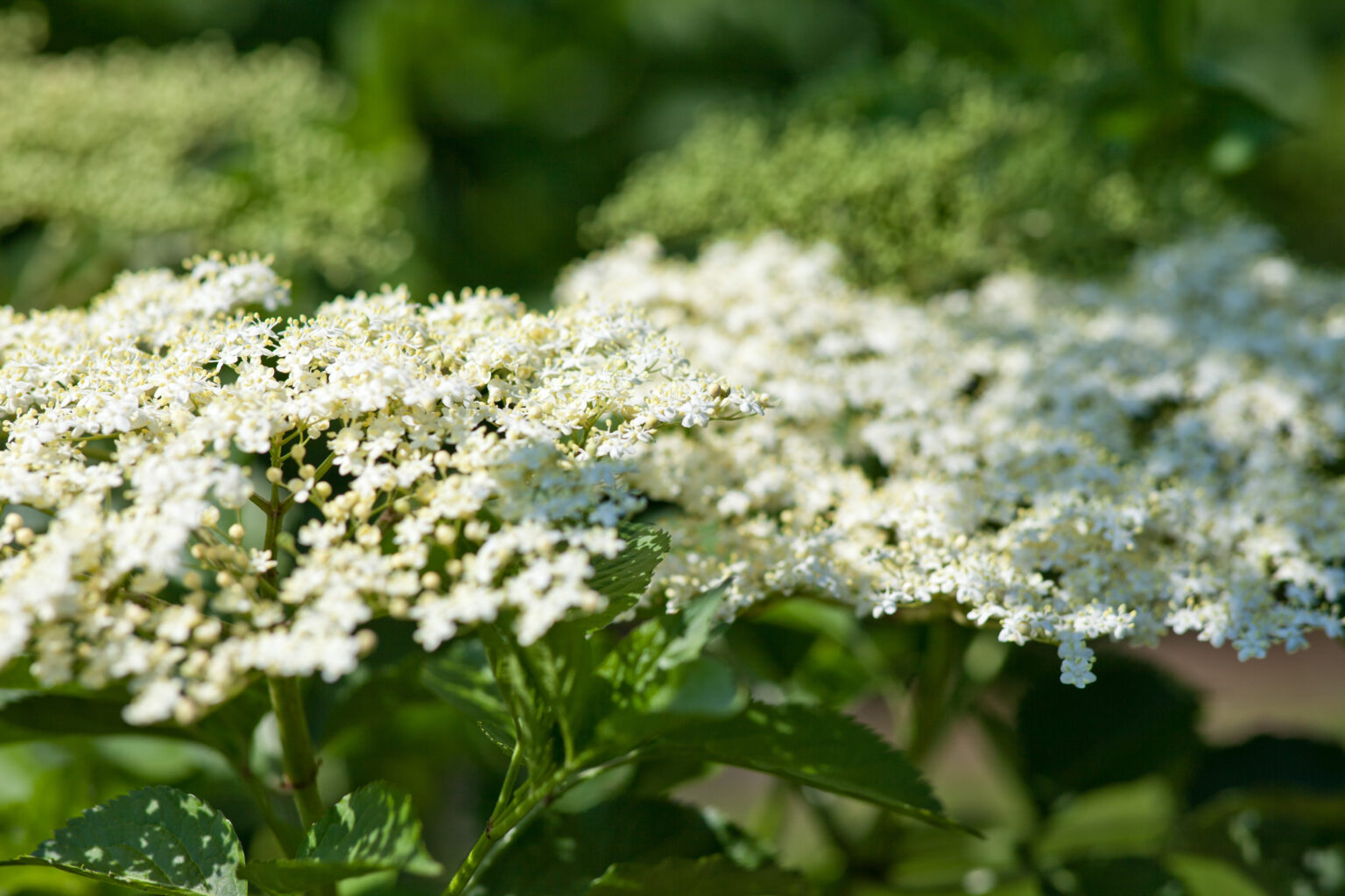 Holunderblüten zum Selberpflücken