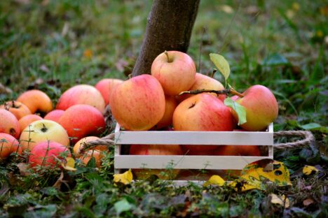 Eine Kiste voll Äpfel vor einem Baumstamm