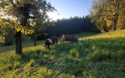 Zwei Kühe weiden auf einer Wiese neben Bäumen .