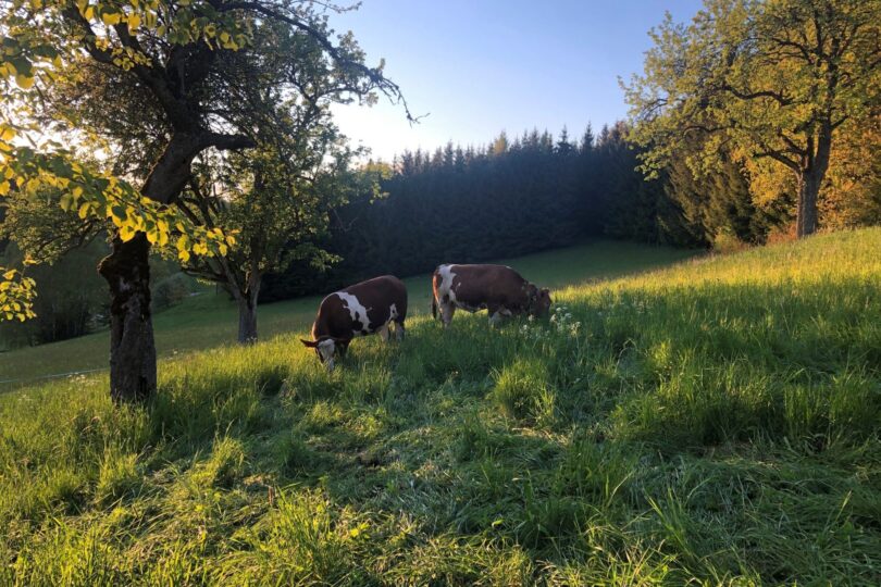 Zwei Kühe weiden auf einer Wiese neben Bäumen .