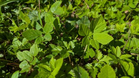 Ein Beet voller Giersch, vereinzelt Efeu.