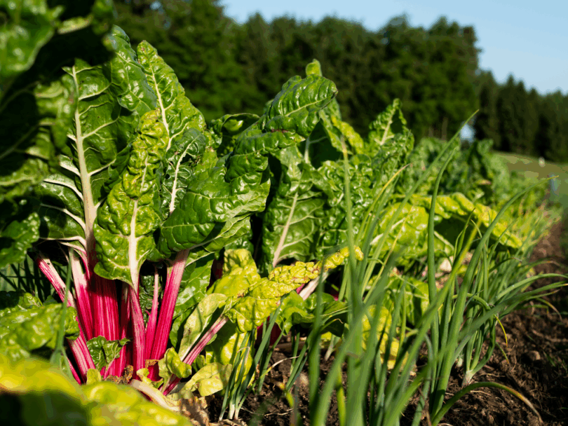 Eine Reihe von sattgrünem Mangold mit roten Stielen am Beet.