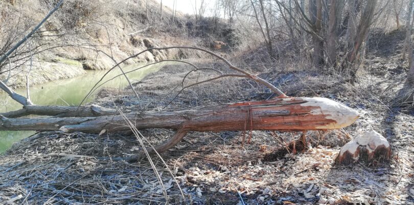 Foto zeigt einen von Bibern gefällten Baum