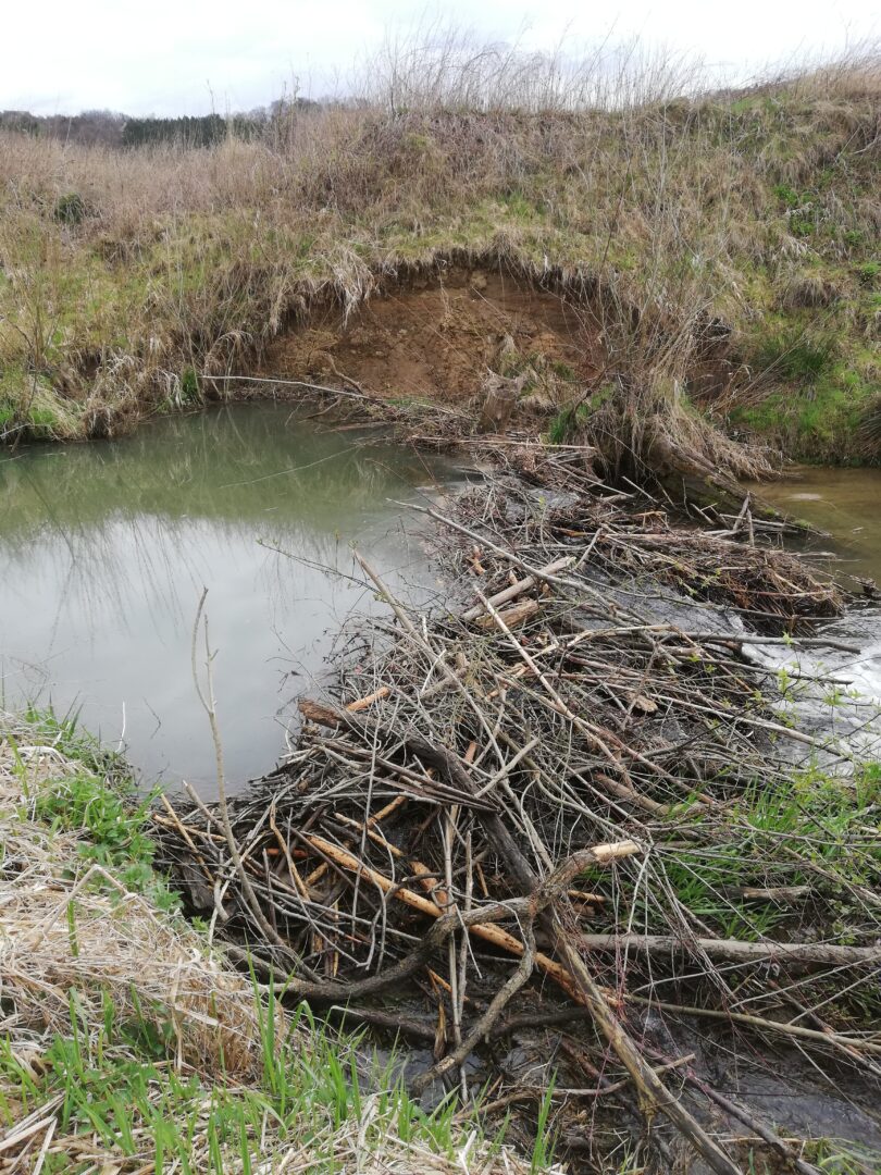 Ein Biberdamm