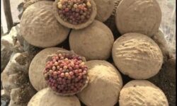 Foto zeigt ein paar Kanginas, 2 davon geöffnet mit den Trauben sichtbar.