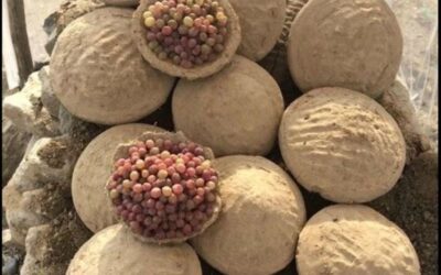 Foto zeigt ein paar Kanginas, 2 davon geöffnet mit den Trauben sichtbar.